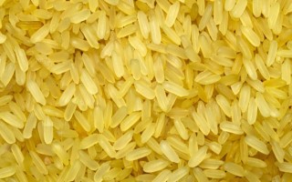 Golden rice beta carotene disappears fast: study