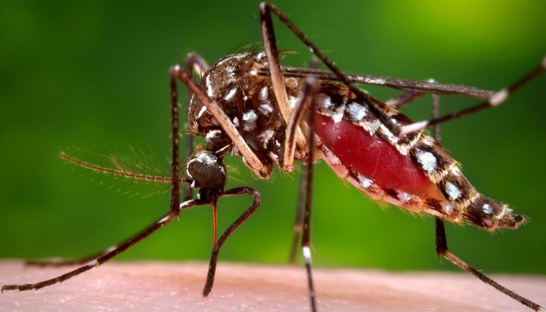 Five more die of dengue, 1,200 hospitalised