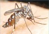 The chikungunya virus: Bangladesh perspective