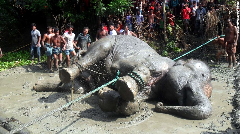 Elephant washed from India to Bangladesh is back on dry land