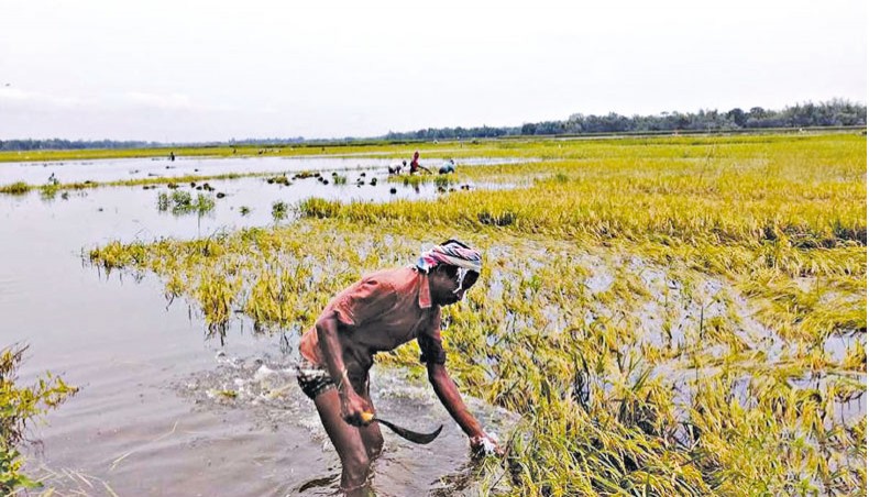  Early rains play havoc with standing boro, other crops