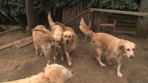 How Istanbul's abandoned street dogs end up in America
