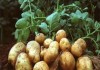 Govt directive goes in vain: Potato sells at Tk 50-55 a kg