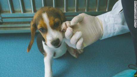 Chinese firm clones gene-edited dog in bid to treat cardiovascular disease