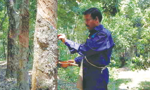 BFIDC depots glut with rubber