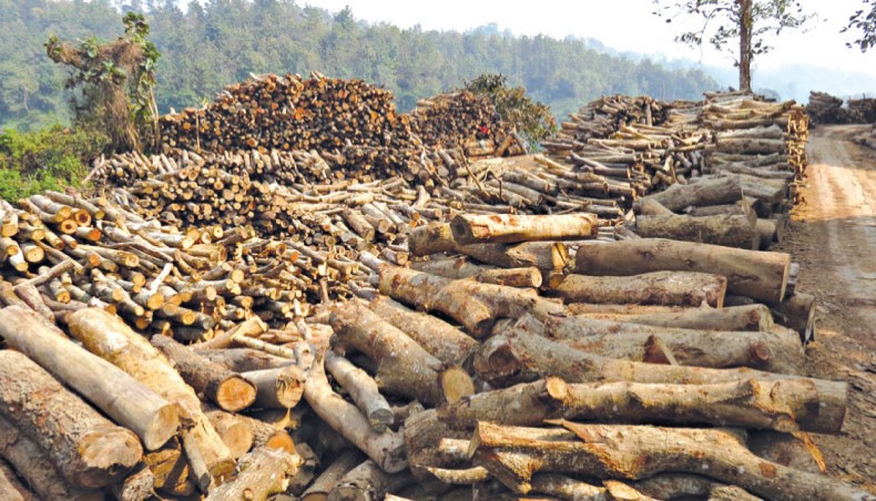 Felling spree denudes CHT forests