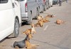City bodies fail to sterilise dogs