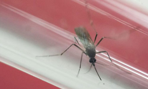 Six Bangladeshis in Singapore infected with Zika