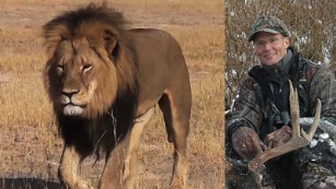 Zimbabwe won't press charges against Cecil the Lion's killer