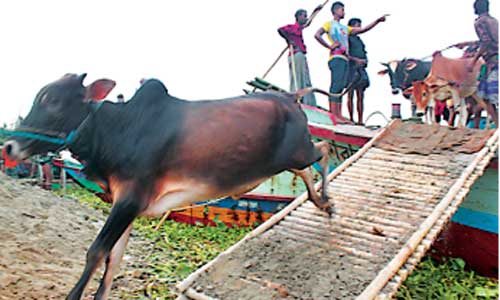 Markets start witnessing cattle inflow as Eid nears