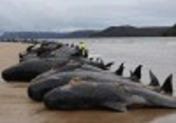 250 pilot whales die on beach of New Zealand’s remote island