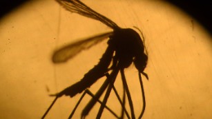 Florida officials investigating 4 possible non-travel-related Zika cases