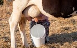 Dangerous contamination found in cow milk, fodder