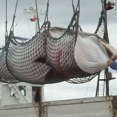 IWC withdrawal: Japan to resume commercial whaling in 2019