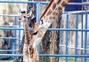Two baby giraffe born at Dhaka Zoo