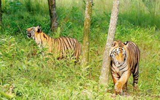38 tigers died in 20 years in Bangladesh