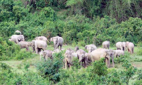 Human-elephant conflict increasing