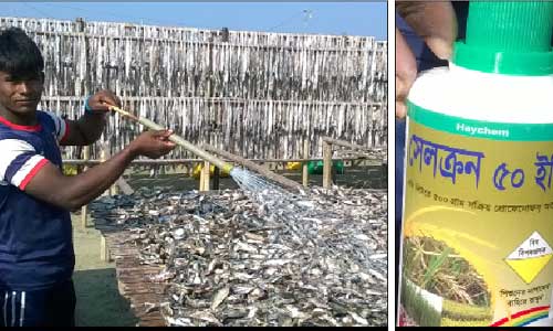 Dry fish treated with poisonous pesticide