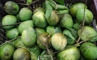 Markets in Rajshahi see ample supply of mangoes