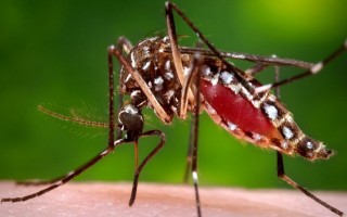Country past worst bout of dengue: government