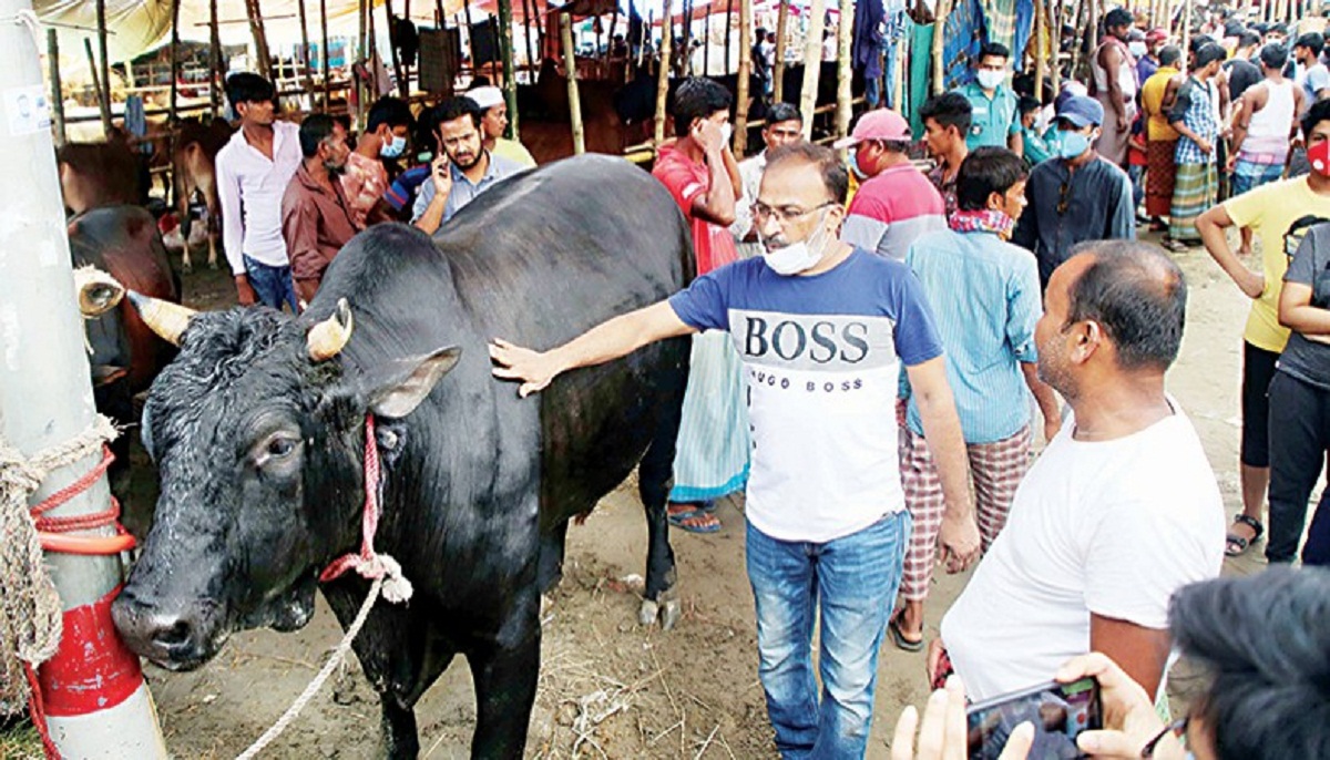 16 makeshift cattle markets begin today in Dhaka
