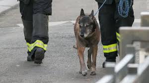 #JeSuisChien: French police dog dies in Saint-Denis raid