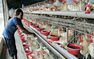 Antibiotics-fed poultry pose threat to public health