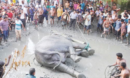 Elephant rescued finally from Jamalpur