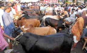 Cattle continue to arrive at city markets