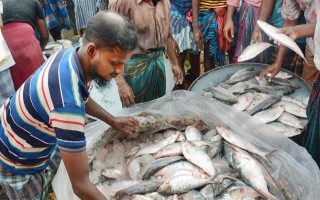 Government to lift ban on hilsa export