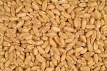 MP resists storing Brazilian wheat in Kushtia