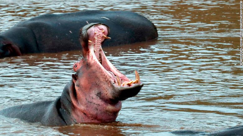 Hippo kills Chinese tourist in Kenya