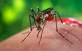 Dengue claims another life,  hospitalisation rises again