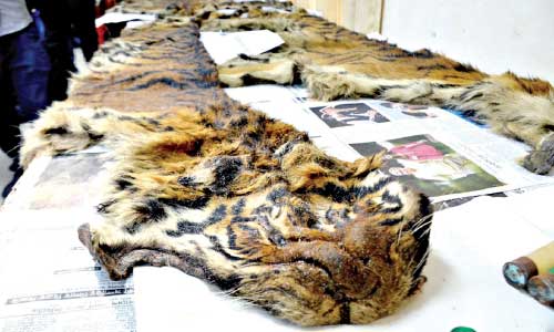 The three tigers were poisoned: forest dept