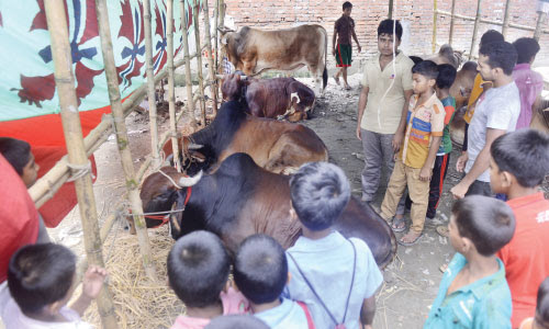 City cattle markets end up in ruling party hands