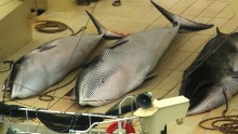 Japan kills 333 minke whales