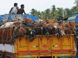 Cattle traders face extortions on highways