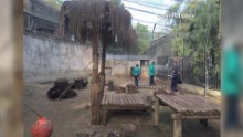 Cincinnati zoo kills gorilla to save child who slipped into enclosure