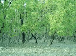 SAVING MANGROVE FOREST : DLA to start road march to Sunderbans today 