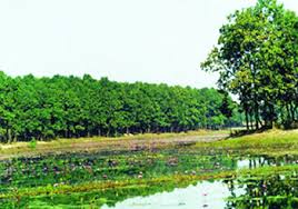 12,000 acres of Gazipur Forest land in grabbers’ hands 