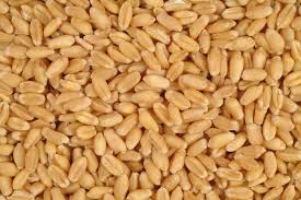 Govt tells importer substandard wheat won’t be unloaded 