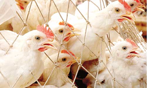 Prices of edible oil, broiler go up