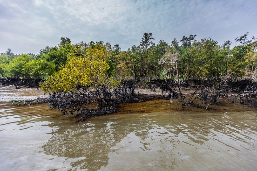 After Oil Spill in Bangladesh's Unique Mangrove Forest, Fears About Rare Animals