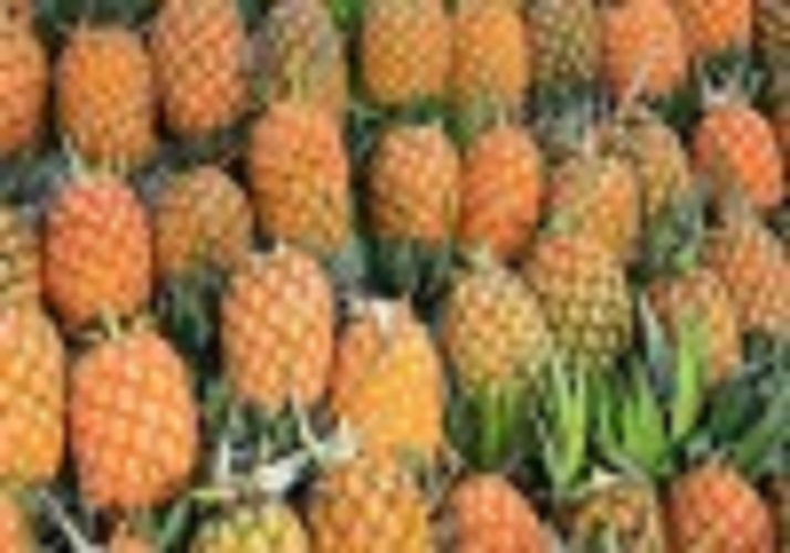 Tripura CM sends 800kgs pineapple for Bangladesh PM