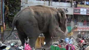 Wild elephant tramples motorbikes as it lumbers through town in India